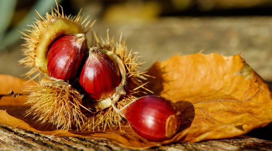 castagne